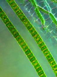 Blue technology - micro algae for personal care